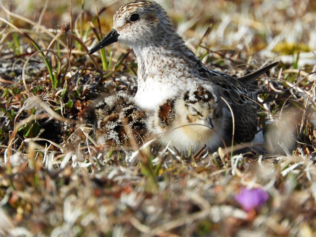 Semipalmated sandpiper and chicks by Lisa Kennedy/USFWSAlaska is licensed under CC BY-NC-ND 2.0.